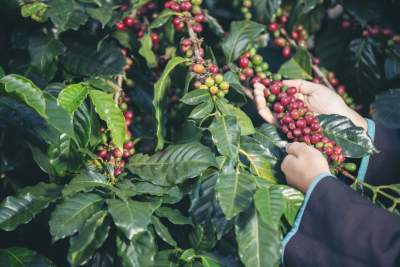 Exportaciones de la ciudad en julio crecieron 10,4 % impulsadas por mayores ventas de café